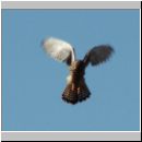 Falco tinnunculus - Turmfalke 04.jpg